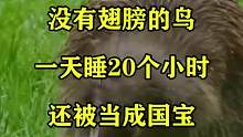 没有翅膀的鸟，一天睡20个小时