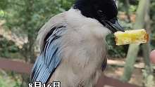灰喜鹊向保育员展示面包，扭着头给看不给拿，网友：笑死我了，像个孩子一样