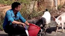 这猪居然听得懂人话