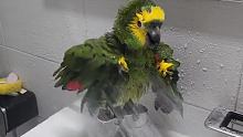 可爱的小鹦鹉在洗澡