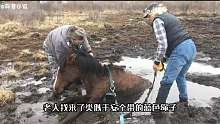 马儿深陷泥潭，女子不离不弃，等待救援人员借助车辆奋力解救02