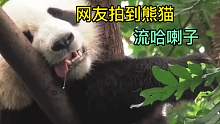 网友拍的熊猫火了之后，有不断的媒体来“进货”