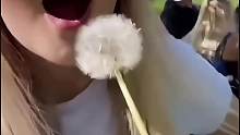 浪漫的蒲公英