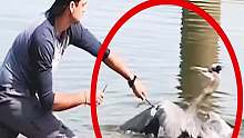苍鹭被鱼线缠住不能动弹，好心小伙下水营救！