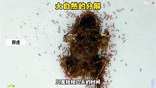蚂蚁分解癞蛤蟆，只用了短短数天