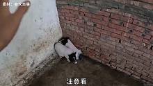 小猪表示自己今天遇到狗了~
