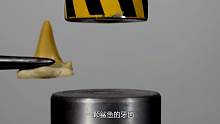 鲨鱼牙齿挑战液压机，压力开到最大后，鲨鱼牙齿能挺过去吗？
