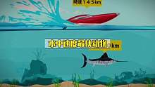 水里速度最快的动物什么呢？
