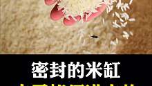 家里盛放大米的米缸，为什么时间久了会有虫子？虫子是如何进去的？