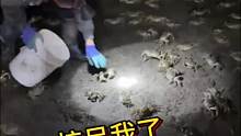 沙滩遍地都是螃蟹，根本捡不完