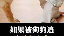 如果被狗狗追该怎么做？