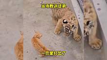 打的老虎没脾气