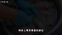 鸭子5个毒素最重的部位，专家建议要少吃，你吃过几个03