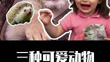 遇到这三种可爱动物，千万不能摸~