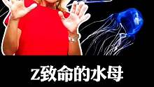 水母能致命吗？假如我们遇到如何自救？