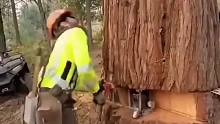 快看，这个男子竟然独自一人砍伐大树~