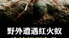 红火蚁的危害竟然那么大！！！