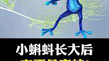 小蝌蚪长大后，可能不是青蛙？