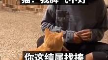 猫：我脾气不好，你这纯属找揍！