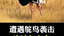 遭遇鸵鸟袭击你会怎么做？