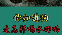 你真的知道狗狗是怎么喝水的吗？
