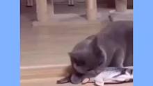 猫咪看到假鱼什么反应