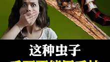 遇到这种虫子千万不能用手拍！！！