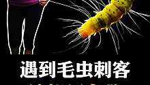 遇到毛虫刺客该怎么办？