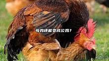 鸡为什么会变性？你知道吗？