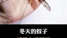 冬天的蚊子到底藏在哪里了？