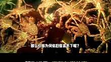价格昂贵的帝王蟹，在国外竟是泛滥成灾物种，吃一口就是积德行善03