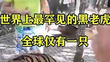 世界上最罕见的黑老虎，全球仅有一只