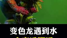 变色龙遇到水会变透明吗？一起来看看吧