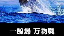 一鲸爆，万物臭，到底有多可怕？