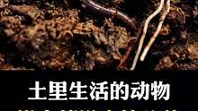 生活在土壤里的小动物有哪些？