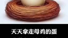 天天拿走母鸡的蛋，母鸡不会生气吗？