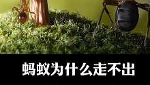 为什么蚂蚁会走不出圆柱笔画的圈呢？
