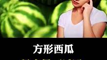 方形西瓜是变异西瓜吗