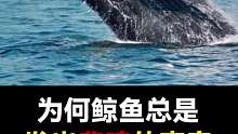 鲸鱼为何总是发出悲鸣的声音呢？