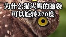 为什么猫头鹰的脑袋可以旋转270度