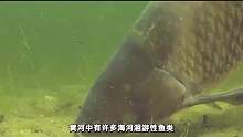 淡水鱼在海里会死，那黄河每天都冲鱼入海，这些鱼难道都死了03
