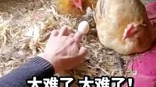 母鸡面前拿鸡蛋，太难了！太难了！