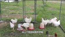 从孵化到餐桌只需要45天，速成鸡是怎么养成的，到底有无危害03