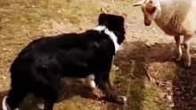 牧羊犬VS刺头羊，狗不狠站不稳。