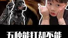 来看五种不能当警犬的狗！