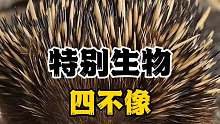 特别生物四不像，你见过吗