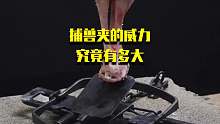 捕兽夹的威力究竟有多大？如果不小心踩到捕兽夹会发生什么？