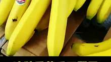 这种香蕉为什么别买？