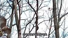 食猿雕捕食手段极其残忍粗暴