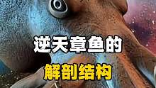 逆天章鱼的解剖结构，你了解吗